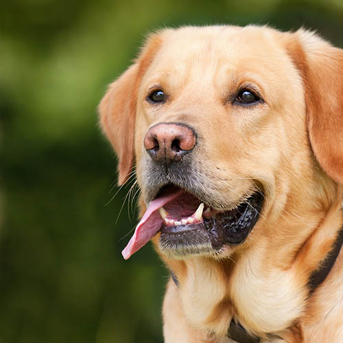 un chiot soin pharmacie du Martroi